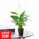 白掌紅掌水培土培植物盆栽一帆風(fēng)順花卉植物開(kāi)花植物長(cháng)花期盆栽 白掌原盆