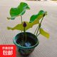 荷花盆栽帶花苞大型水培觀賞好養(yǎng)四季開花池塘水缸睡蓮?fù)肷徦?粉色荷花盆栽（帶花苞）含盆高約50CM-原盆