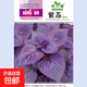 【虧本沖量】大葉紫蘇種子籽蘇子葉可食用耐寒四季陽(yáng)臺庭院蔬菜 華煜【原裝彩包】 1包約【200?！? title=