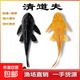 觀賞魚魚苗清道夫糞便盤便宜熱帶工具容易飼養(yǎng)清潔魚缸清道 10-12cm清道夫1只女王1只