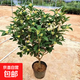 桂花樹(shù)苗濃香桂花苗金桂四季桂八月桂庭院陽(yáng)臺花卉盆栽綠植物 四季桂1.5cm粗【掌柜推薦】