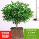 驅蚊蟲清香木盆栽正宗胡椒木花卉綠植四季好養(yǎng)凈化空氣吸甲醛植物 6年大苗1盆【原盆原土發(fā)貨】+肥料