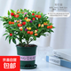 七彩椒盆栽樹(shù)苗可食用小辣椒五彩椒小朝天椒陽(yáng)臺多彩帶果室內綠植 七彩椒+加侖盆【帶花或者帶果】][帶盆栽好