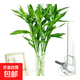 【富貴竹】水培節(jié)節(jié)高室內(nèi)綠植客廳招財植物鮮花卉好養(yǎng)常綠七夕 綠色水培富貴竹60cm10枝