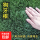 草坪種子耐寒耐旱草坪種子四季常青綠化免修剪矮生草籽護坡固土種 狗牙根包衣 500g/多件發(fā)整包
