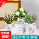 綠植盆栽多肉花卉盆栽植物室內(nèi)桌面水培綠植辦公室客廳植物懶人 金枝玉葉+梔子花+滿天星+肥（早安吸水盆）
