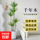 青葉千年木大型盆栽馬尾鐵好養活辦公室客廳龍血樹(shù)植物室內七彩鐵 【粗桿】青葉千年木1.6-1.8米-鉆石樹(shù)脂盆