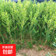 小葉黃楊苗瓜子黃楊苗黃楊球苗獨桿黃楊樹(shù)苗庭院綠籬樹(shù)苗綠化苗木 獨桿1公分【1顆】70-80cm高
