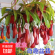 豬籠草盆栽豬仔籠食蟲(chóng)植物驅蚊捕蠅草陽(yáng)臺室內吊蘭垂吊綠植花卉 1盆豬籠草原盆原土/帶5個(gè)籠子以上 送肥料