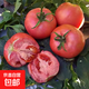 蔬菜苗幼苗四季種易活西紅柿苗盆栽地栽番茄苗圣女果苗陽(yáng)臺種植 大番茄苗3苗