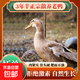 科迪爾 水庫散養農家老鴨子 5.5-6斤/只生鮮土鴨批發(fā)鴨肉食材冷凍 4年散養老鴨【凈重5.5-6斤】 1只