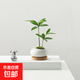 竹柏盆栽創(chuàng  )意迷你拇指綠植物室內客廳桌面辦公桌花卉四季常青盆景 竹柏-白裂紋鵪鶉蛋盆-竹底托 帶盆種好