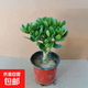 邇英閣大葉玉樹老樁盆栽多肉植物燕子掌室內(nèi)防輻射四季好養(yǎng)綠植凈 玉樹6年苗一棵（精品力推） 原土（不含盆）15-25CM不等