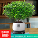正宗清香胡椒木盆栽花卉室內(nèi)外驅(qū)蚊草植物樹苗老樁盆景九里香綠植 【6年大苗】白福瓷盆+底托