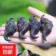 果心榴洪湖菱角新鮮老菱角生棱角老黑菱角凌角粉糯老菱角湖北特產(chǎn) 老菱角5斤