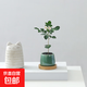 迷你盆栽綠植室內(nèi)桌面辦公室好養(yǎng)花卉小盆景四季常青植物凈化空氣 七里香-青小雪梨盆-竹底托 帶盆栽好