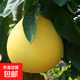紅心柚子新鮮水果現摘現發(fā)福建平和蜜柚喜果當季三紅柚子整箱 紅柚1粒裝/單果1.5-2.5斤