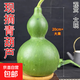 新鮮葫蘆果綠皮青皮福祿果現摘擺件觀(guān)賞掛件新鮮葫蘆文玩 大果（18cm以上）2個(gè)裝1600g