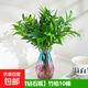 竹柏驅(qū)蚊竹水培植物室內(nèi)客廳水養(yǎng)綠植花卉盆栽水培驅(qū)蚊竹四季好養(yǎng) 【爆款】驅(qū)蚊竹柏10顆（藍(lán)紫鉆石瓶）+營養(yǎng)液