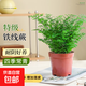 綠植花卉耐陰水培 鐵線蕨盆栽鐵絲草多年生常綠草本觀葉綠植帶土 A級(jí)鐵線蕨（原土盆）