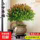 小葉赤楠盆景金絲楠木老樁盆栽大棵辦公室內(nèi)桌面綠植花卉四季好養(yǎng) 特A級小葉赤楠（復(fù)古紫砂荷花盆）送底座+肥料