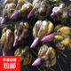 香水百合種球四季開花盆栽帶花苞進(jìn)口重瓣百合花球種子花苗鮮花卉 香水百合混色10球不含盆土