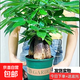 發(fā)財樹(shù)盆栽大植物室內辦公室桌面客廳小盆景招財樹(shù)苗綠植花卉盆栽 造型款大號三桿 6-9cm【加侖盆】 【送肥料】
