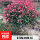 龜甲冬青球庭院別墅花境常綠植物小葉女貞完美冬青先令紅葉石楠球 【精品】紅葉石楠球【冠幅80cm左右】