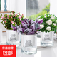 綠籮發(fā)財樹(shù)水培植物盆栽室內富貴竹薄荷多肉花卉四季綠植梔子花蘿 【花卉3盆】金枝玉葉+梔子花+油畫(huà)婚禮+肥料 含盆