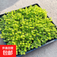佛甲草苗屋頂綠化草皮坪金葉黃金佛甲草萬(wàn)年草景天過(guò)路黃常青植物 黃金佛甲草方盆一平方6盆 含盆