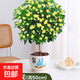 桂花樹(shù)苗盆栽室內四季桂花卉植物金桂丹桂庭院大樹(shù)濃香型綠植開(kāi)花 四季桂花高50cm左右【原土球發(fā)貨】