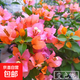 重瓣三角梅苗盆栽地栽花卉老樁室內陽(yáng)臺庭院爬藤植物四季開(kāi)花 變色龍【花期帶花原盆原土發(fā)貨】