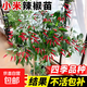 辣椒苗朝天椒苗青椒幼秧苗盆栽 小米辣蔬菜秧苗陽(yáng)臺庭院春季種植 小米椒苗（6棵）