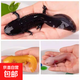六角恐龍魚觀賞魚冷水魚蠑螈寵物魚活體六角龍淡水好養(yǎng)易活美西螈 黃金+白玉+黑金
