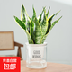 金邊虎皮蘭盆栽多肉植物水培好養(yǎng)綠植室內(nèi)花卉客廳大型虎尾蘭陽(yáng)臺(tái) 虎皮蘭30cm3棵【早安盆】