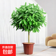 平安樹(shù)客廳盆栽大型植物辦公室內老樁大葉幸福樹(shù)四季常青旺宅綠植 精品平安樹(shù)80厘米（原土發(fā)貨） 原土發(fā)貨