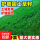 進(jìn)口草坪種子草籽矮生四季青庭院綠化四季常青護(hù)坡免修剪草種子 護(hù)坡王種子混播 500克【經(jīng)濟(jì)更實(shí)惠】