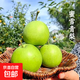 青冠蜜梨正宗青皮翠冠梨新鮮水果碭山百年青皮皇冠梨毅果 凈重9斤