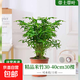 水培米竹盆栽室內植物小葉綠植矮化竹子苗辦公桌面觀賞鳳尾竹盆景 米竹30-40厘米【大盆30棵不活包賠】