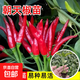 蔬菜秧苗辣椒苗朝天椒小米辣苗黃瓜西瓜秧苗陽臺庭院盆栽春季種植 現(xiàn)挖 / 朝天椒苗（6棵）