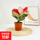 【吉利紅】室內花卉綠植盆栽如意皇后辦公室家居軟裝紅火年宵花 吉利紅原盆