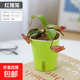 捕蠅草盆栽夏季水培驅(qū)蚊草食蟲草豬籠草食人花室內(nèi)好養(yǎng)花卉綠植物 紅豬籠1盆+自動吸水盆+種植好發(fā)貨