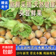 綠皮大榛子現(xiàn)摘現(xiàn)發(fā)水瓤綠皮榛子-優(yōu)懿 5斤