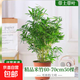 水培米竹盆栽室內植物小葉綠植矮化竹子苗辦公桌面觀(guān)賞鳳尾竹盆景 大號米竹60-70厘米【大盆50棵不活包賠】