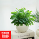含羞草盆栽室內陽(yáng)臺四季常青害羞草怕羞草辦公室桌面趣味花卉植物 【巖球盆】含羞草盆栽