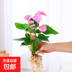 紅掌水培盆栽室內(nèi)易養(yǎng)水生花卉白掌綠植一帆風(fēng)順客廳觀花植物粉掌 粉掌1顆（不含其他） 整體高度（28-35cm）
