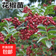 果樹苗大全桃樹苗枇杷苗楊梅苗無花果苗橘子苗四季種植全國適宜 花椒樹苗 小苗1棵
