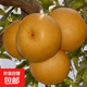 梨樹(shù)苗嫁接果樹(shù)苗木秋月梨碭山梨庭院陽(yáng)臺盆栽地栽梨樹(shù)樹(shù)苗 秋月梨5年苗【當年結果】