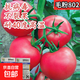 【京東物流】番茄種子盆栽番茄陽(yáng)臺盆栽農家田園大全各種各樣 毛粉802番茄種子1包約200粒