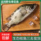 運河生態(tài)桂魚(yú)淡水魚(yú)漁民捕撈新鮮現殺發(fā)貨野生季花鱖魚(yú)鱖魚(yú)桂花魚(yú) 桂魚(yú)1斤 現殺后損耗約15%-20%